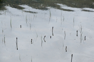 Sea Wheat_Oedensee Austria.JPG